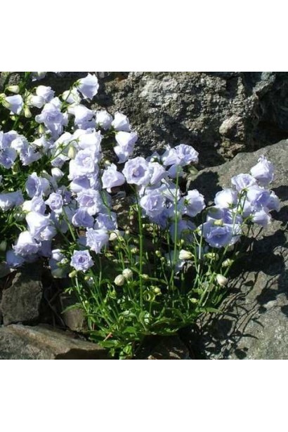 Світло-блакитні дзвоники кампанули